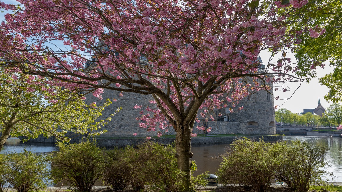 Körsbärsträd i blom med slottet i bakgrunden