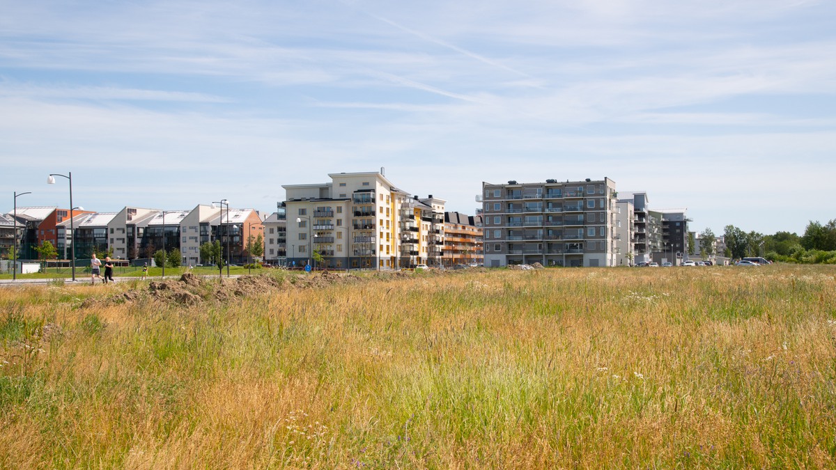 Byggnader bakom ett gult fält med gräs och växter.