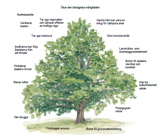 Bild på ett träd med text kring trädens olika nyttor.