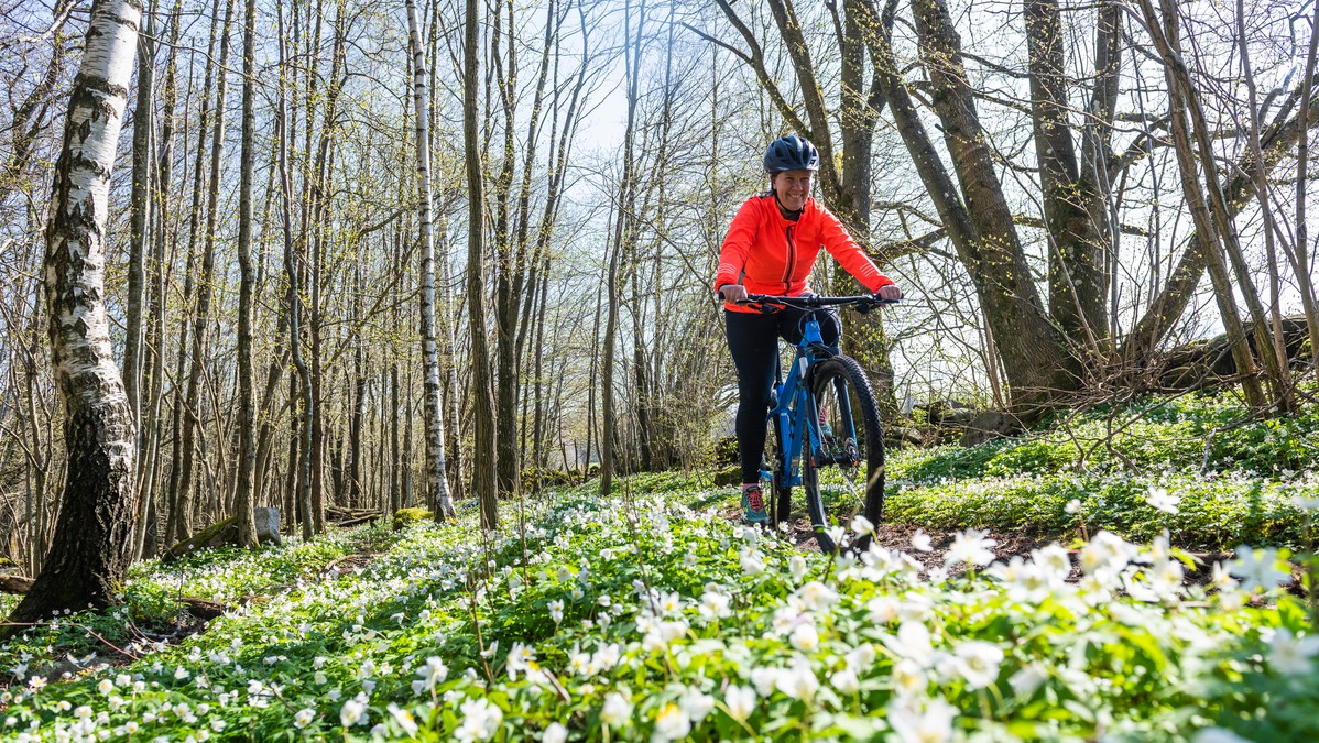 Cykeltur i skogen med sol och vitsippor