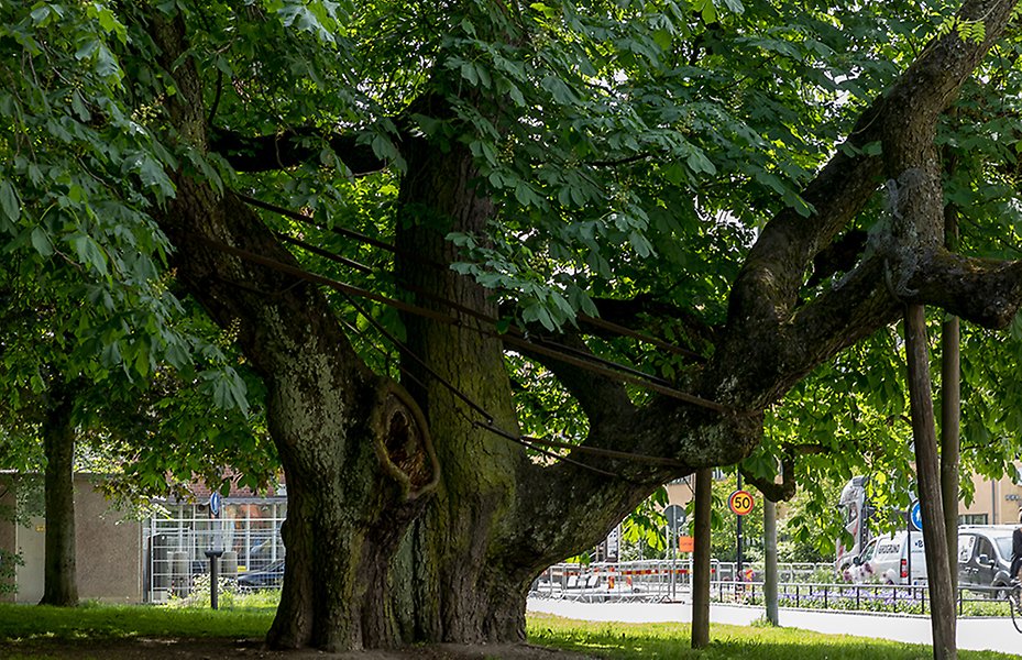 Von Akens kastanj i Oskarsparken är stadens äldsta träd. Den har tre större stammar som dominerar utseendet. Trädet är så stort och brett att det har stöd för att inte brytas sönder. 